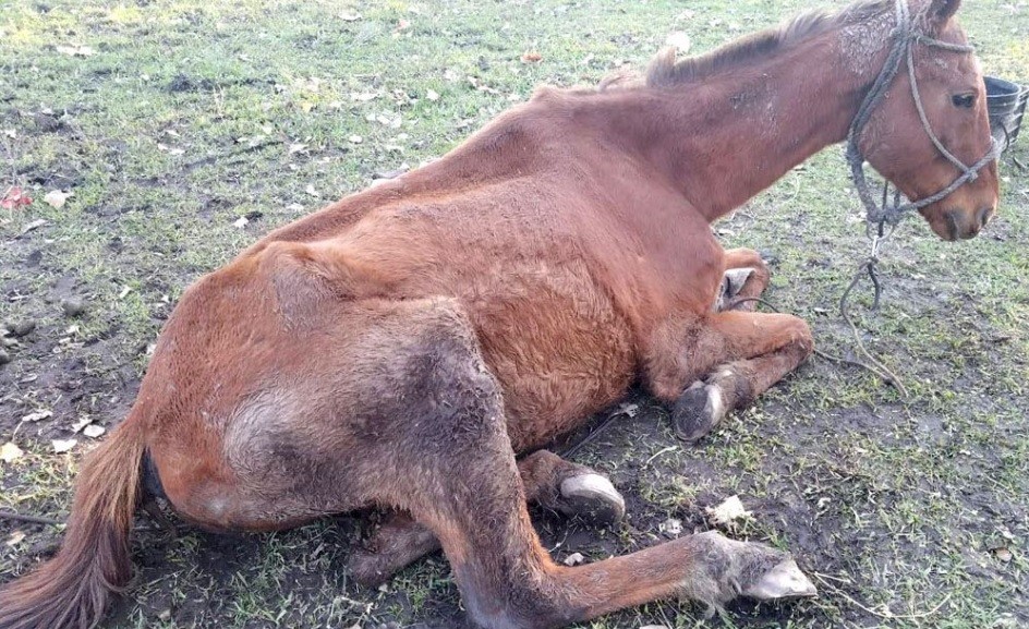 Comenzó a funcionar el Instituto de de Derecho Animal para luchar contra el maltrato | Actualidad