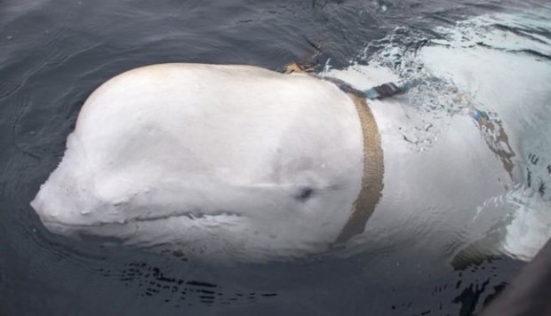 Video: hallaron una beluga "espía rusa" cerca de las costas de Noruega | Curiosidades