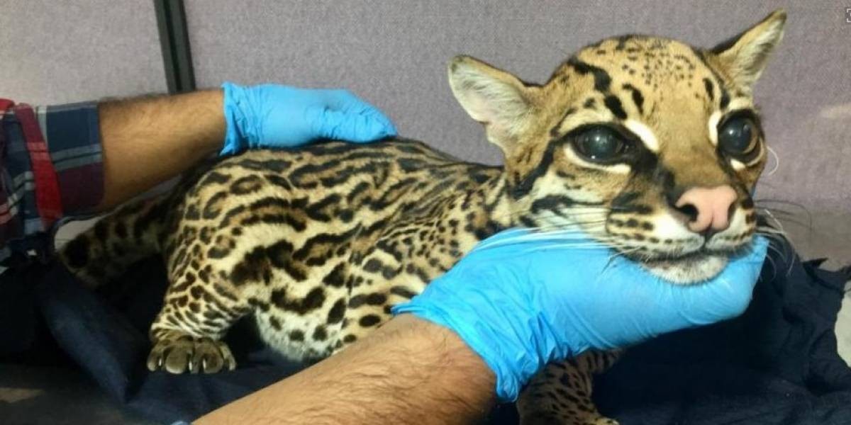 Le amputaron los colmillos a un leopardo bebé para tenerlo como mascota | Curiosidades