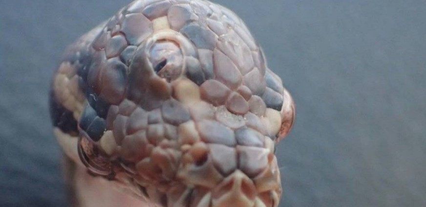 Sorpresa en Australia: hallaron una serpiente con tres ojos | Curiosidades