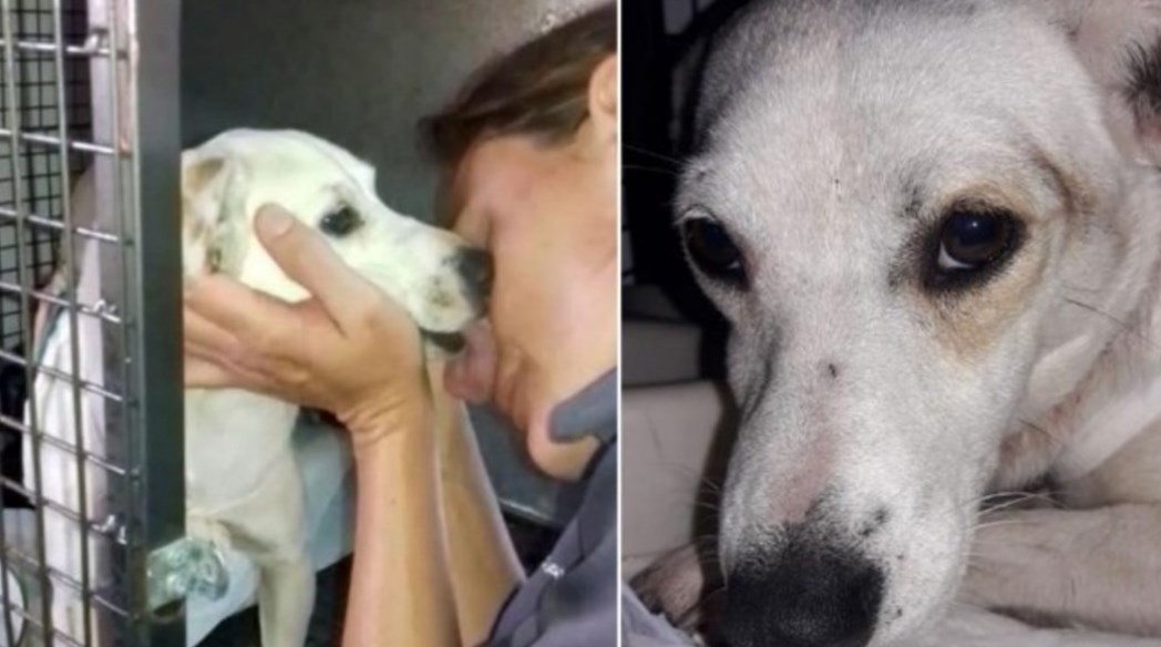 Se recupera Rosita, la perrita que fue despellejada en Córdoba: hay 300 personas que la quieren adoptar | Actualidad