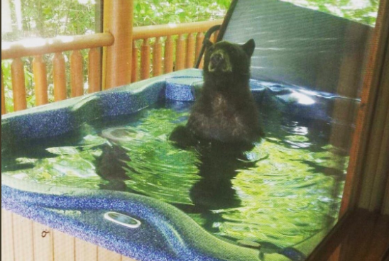 Estaban de vacaciones y descubrieron a un oso metido en su jacuzzi: las fotos son geniales | Redes