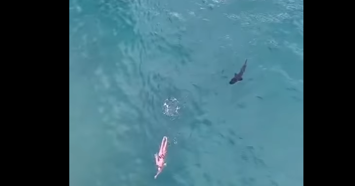 Miedo: un drone capturó el momento en que un tiburón persiguió a un nadador y éste ni se dio cuenta | Redes