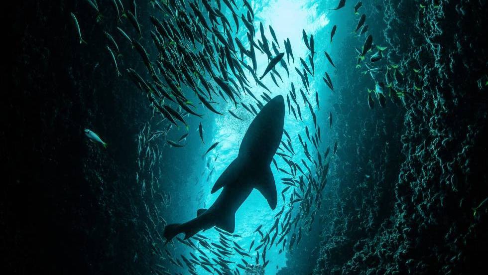 Un millón de especies están amenazadas de extinción | Actualidad