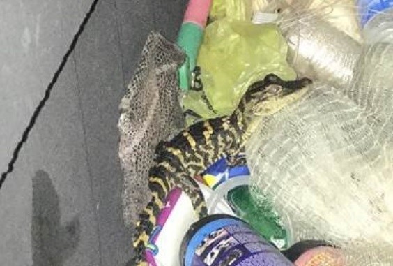 Sorpresa en un control de rutina: llevaba un caimán vivo en el pantalón | Curiosidades