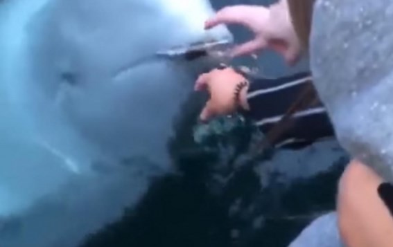 Video viral: la "ballena decente" que devolvió un Iphone que se le había caído al mar a una mujer | Curiosidades