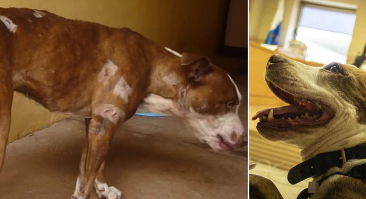 El curioso caso de la perra pitbull que fue llamada como testigo en un juicio por maltrato animal | Curiosidades