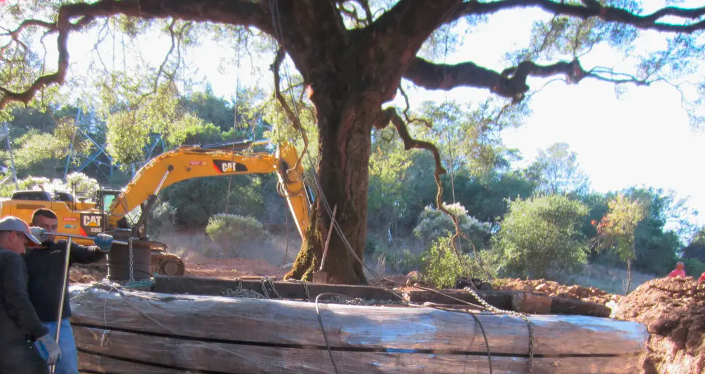 Deberán pagar casi 600.000 dólares por matar un árbol de 180 años | Curiosidades