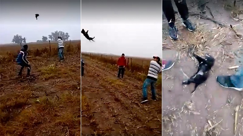 Crueldad sin límites: se grabaron jugando al béisbol con un perro hasta matarlo | Actualidad