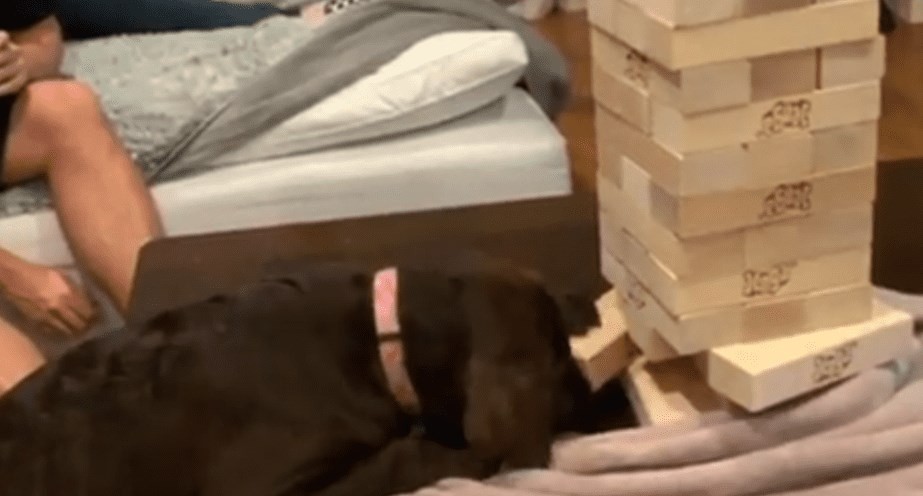 La historia de Remy, la perra que se luce jugando al jenga | Redes