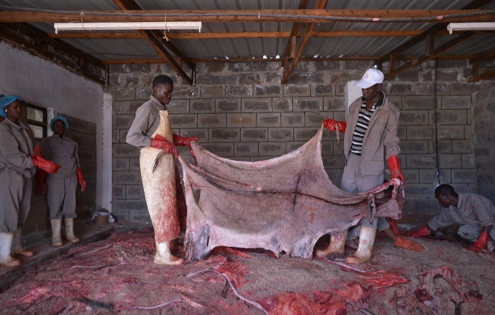 Grupo que protege a los animales pide a Kenia que deje de vender piel de asno a China | Internacionales