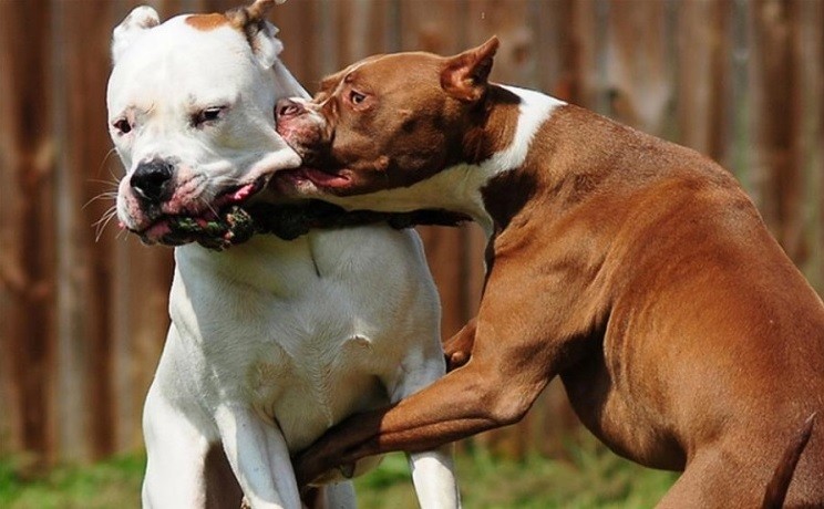 Se podrán instalar microchips para monitorear a "perros peligrosos" en Mar del Plata | Actualidad