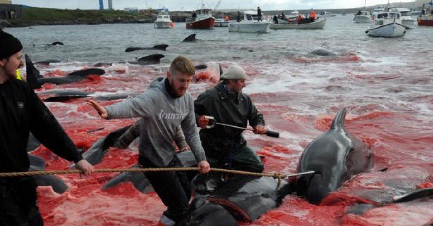 Masacraron a 250 ballenas y delfines en la Islas Feroe | Internacionales