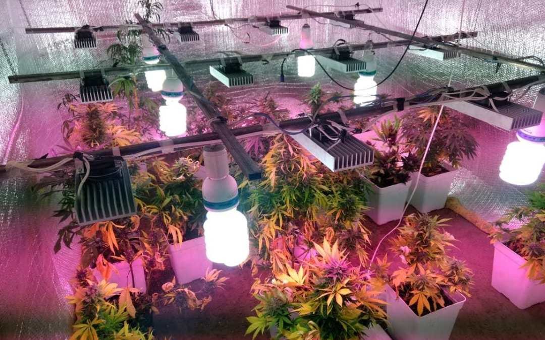 Cayó banda que vendía marihuana modificada genéticamente | Actualidad