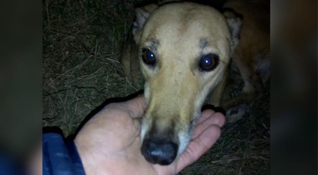 Conmoción en Río Cuarto: apareció otra perrita despellejada | Actualidad