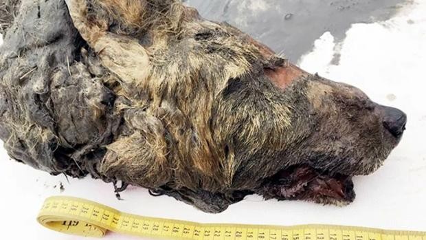 Hallaron una cabeza de un lobo de 40.000 años de antigüedad con el cerebro intacto | Curiosidades