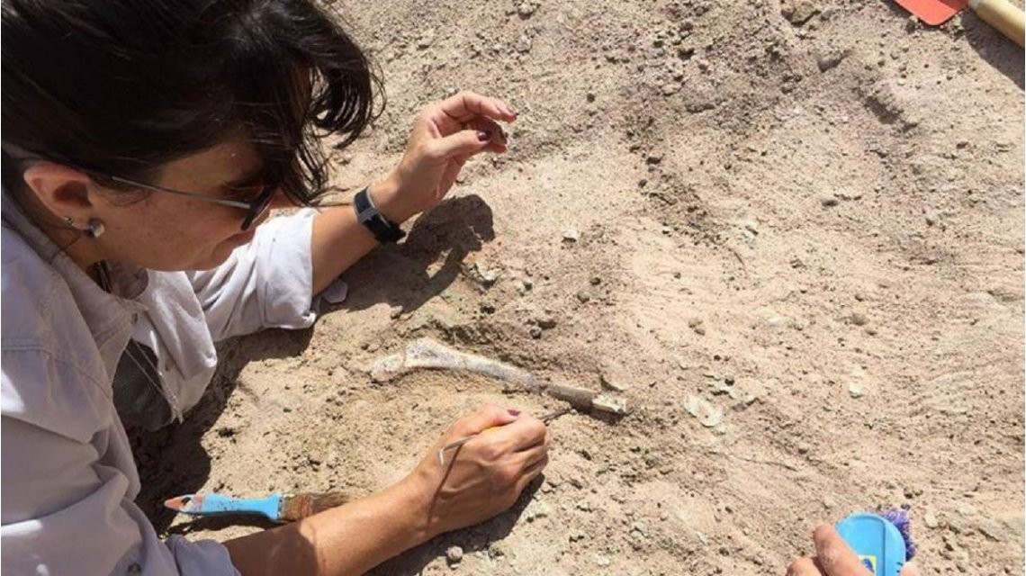 Descubren restos fósiles de un dinosaurio en un campus universitario de Neuquén | Actualidad