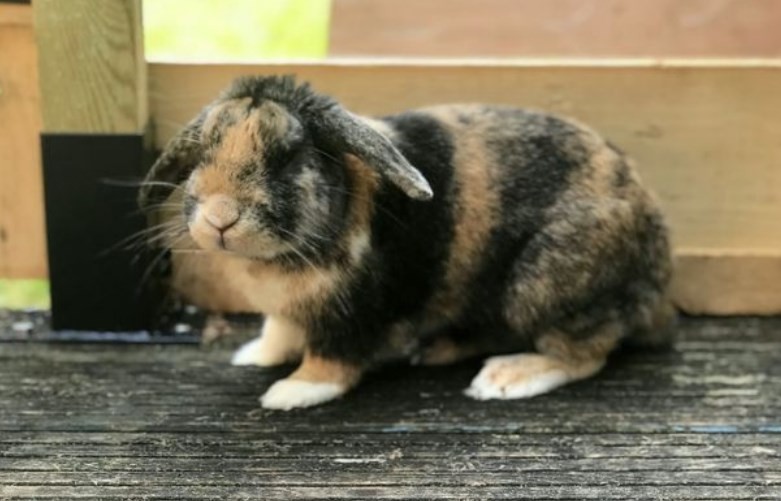 Un joven quemó el conejo de su ex novia en venganza por haberlo dejado | Internacionales