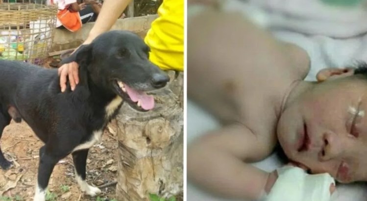 Un perro rescató a un bebé que había sido enterrado vivo por su madre | Internacionales