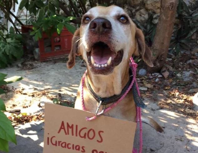 El perro con cáncer que vendía postres pudo pagar su quimioterapia | Redes