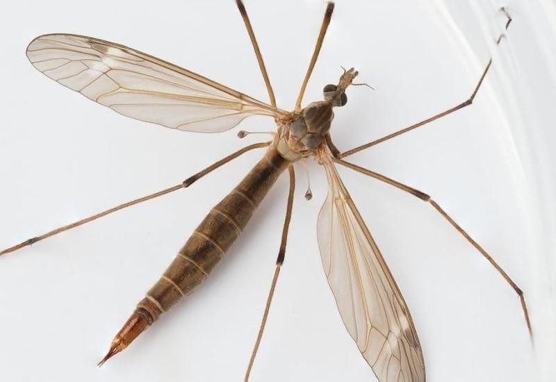 Invasión de típulas en Buenos Aires: de qué se alimentan estos "mosquitos gigantes" | Actualidad