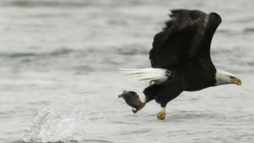 Video: el águila que nada como una persona en un lago de Estados Unidos | Redes