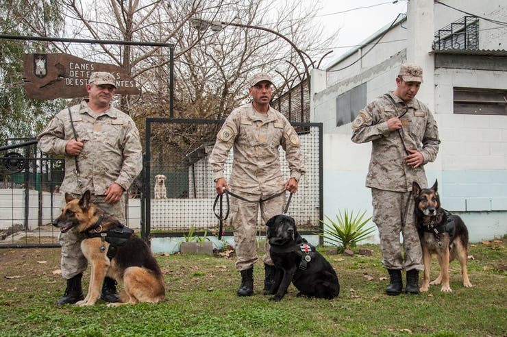 Retiran a tres perros detectores de drogas: "Pasarán la última etapa de su vida en un ámbito familiar" | Actualidad