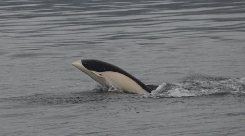 Por primera vez, lograron sacarle fotos al delfín liso en el Estrecho de Magallanes | Curiosidades