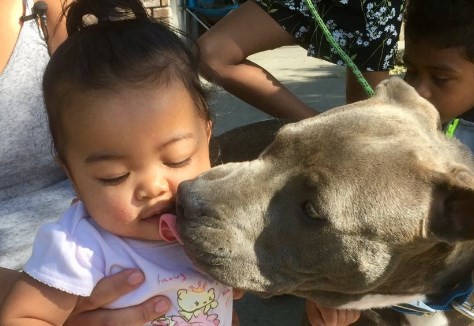 Sasha, la perra pitbull que salvó a un bebé de un incendio arrastrándola del pañal | Curiosidades