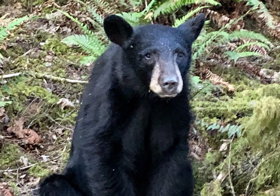 Mataron a un oso por estar demasiado acostumbrado al contacto con turistas | Curiosidades
