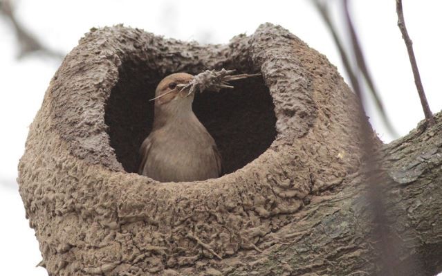 ¿Viste un nido de hornero? Informálo en esta App y hacé tu aporte a la ciencia | Tecno