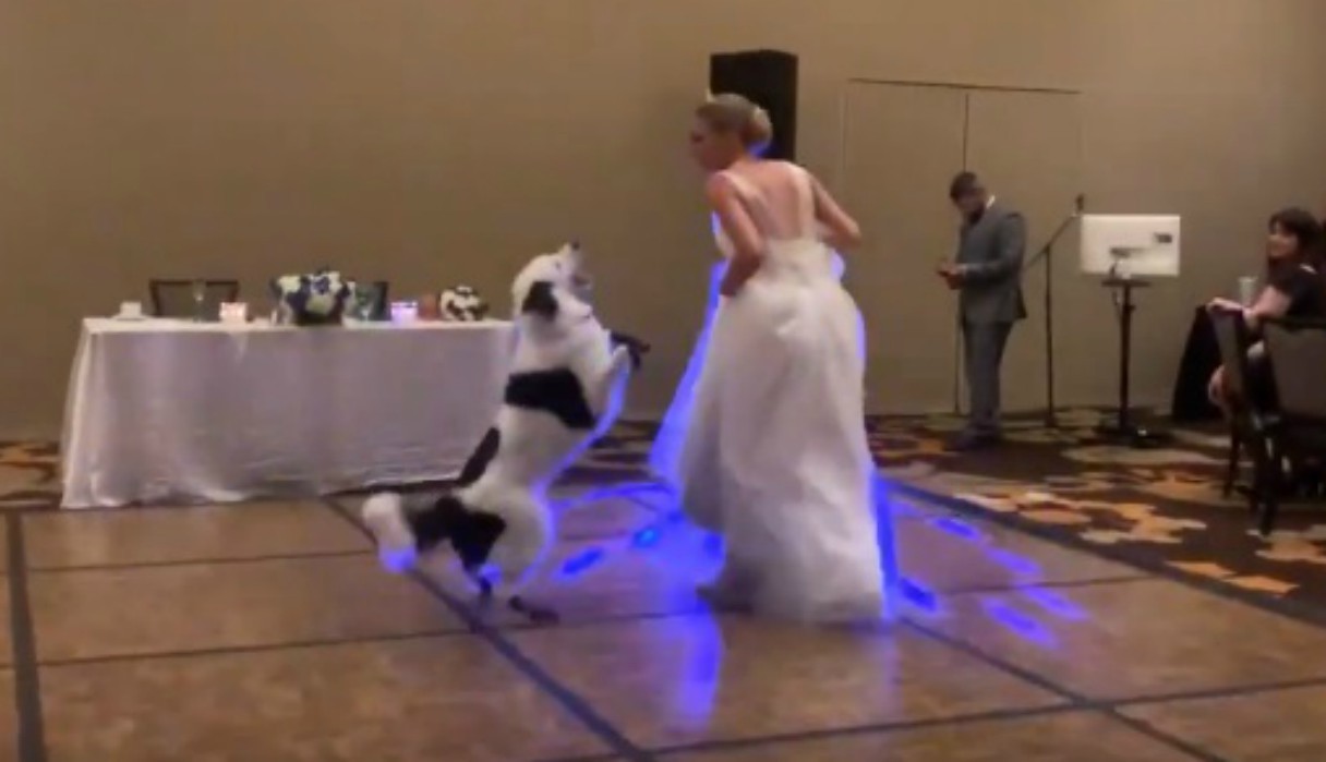 Video viral: la novia que baila con su perro en la fiesta de casamiento | Redes