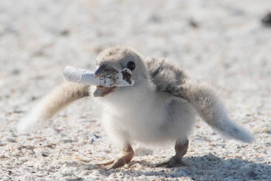 El futuro de la Tierra: las fotos de un ave que alimenta a sus crías con colillas de cigarrillo | Internacionales