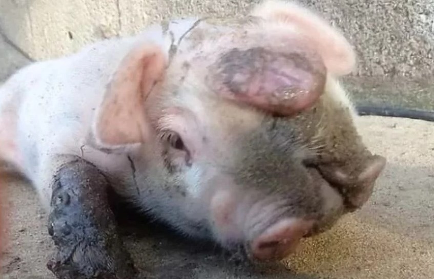 El caso del cerdo con dos cabezas que nació en México | Curiosidades