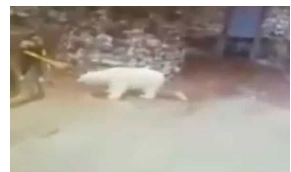 Video: con una escoba, enfrentó a un oso | Redes