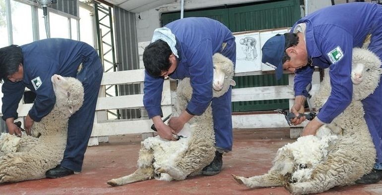 Mundial de esquila: afeitarán 5000 ovejas y competirán argentinos | Curiosidades