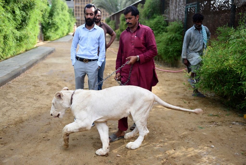 Mascotas: consigue leones blancos en 48 horas y los vende a 8800 dólares | Internacionales