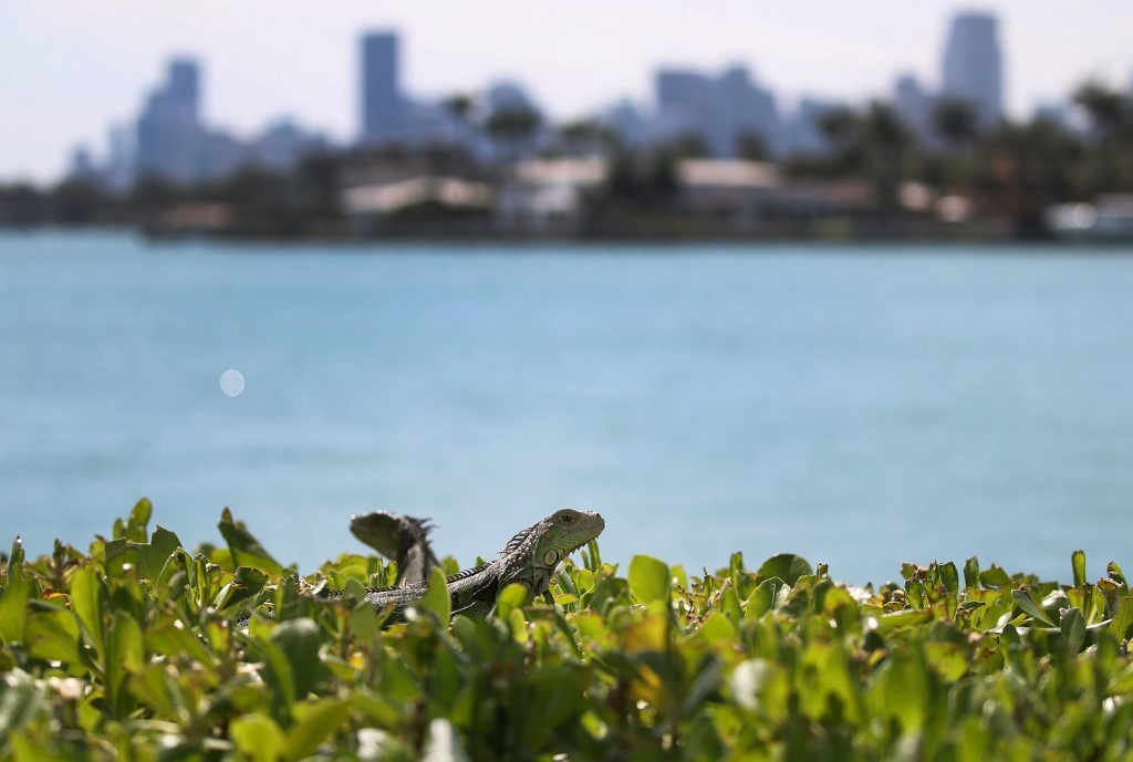 Pena de muerte a la iguana verde: autoridades piden a ciudadanos que las maten | Internacionales