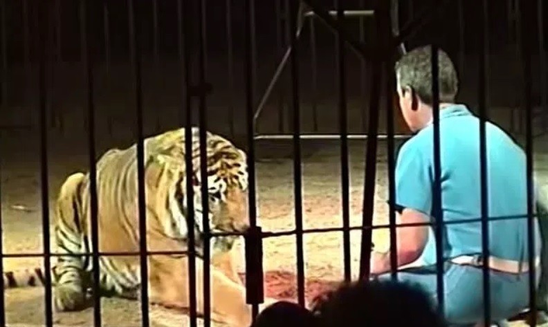 Tigres mataron a un famoso domador de circo y "jugaron" con su cuerpo durante media hora | Internacionales