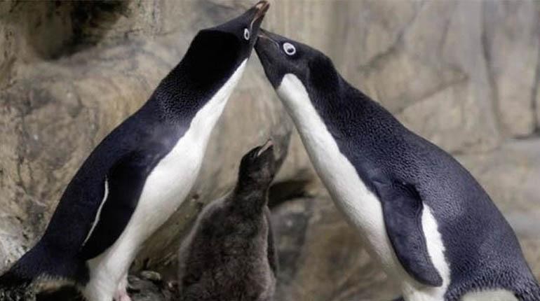 "Río y Eduardo", la pareja de pingüinos gays que se convirtieron en "padres ejemplares" | Curiosidades