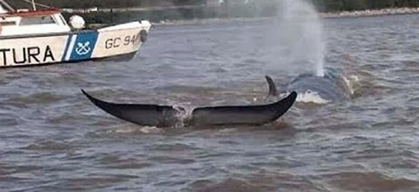 Una ballena murió encallada en el río Paraná | Actualidad