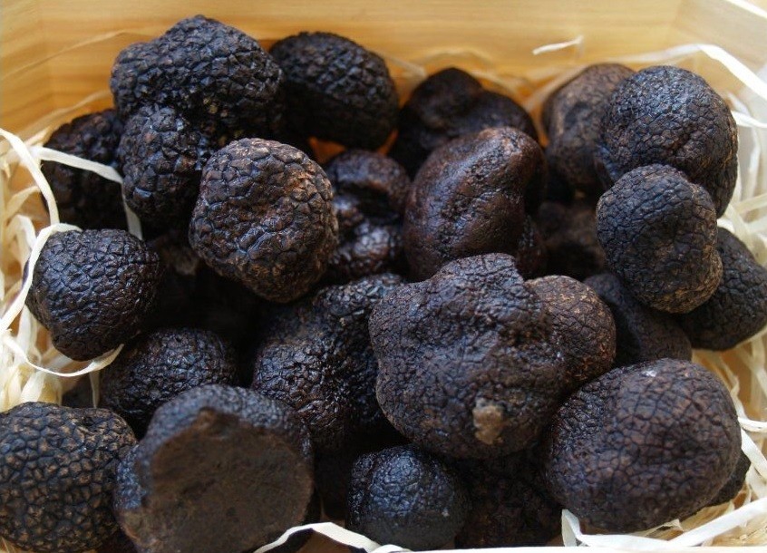 Un productor logró hacer historia al despachar el primer envío de trufas argentinas a Italia | Actualidad