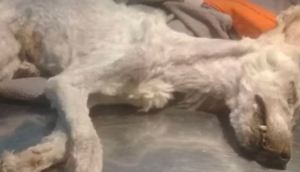 Se fueron de la casa que alquilaban y dejaron dos perros encerrados sin agua, ni comida | Actualidad