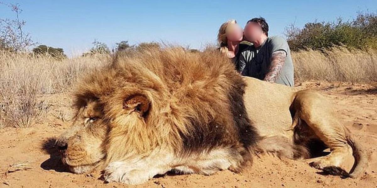 Cazaron a un león indefenso y lo celebraron a los besos | Curiosidades