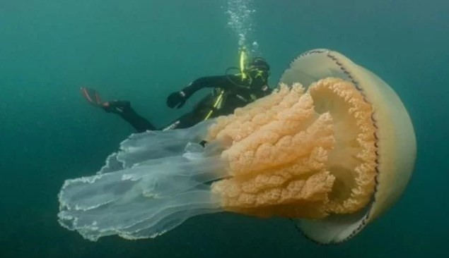 Video: el impactante encuentro de una mujer con una medusa gigante en el fondo del mar | Curiosidades