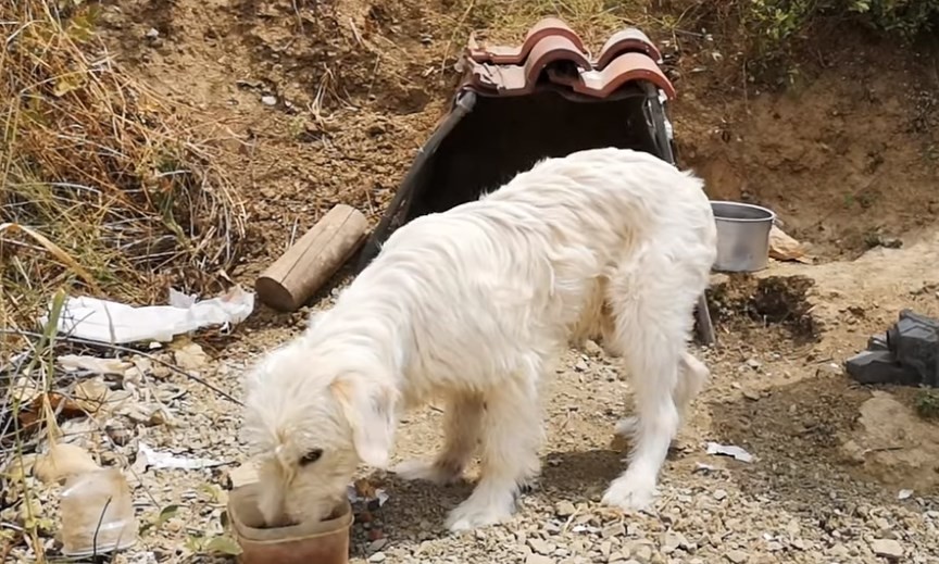 El perro que lleva un año y medio en la curva en la que se mató su dueño en un accidente de tránsito | Curiosidades