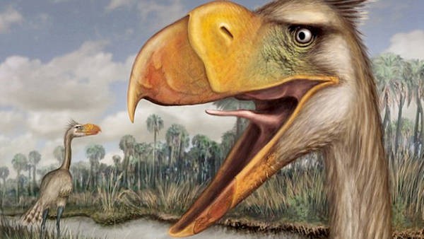 Mar del Plata: hallaron restos de un "ave del terror" prehistórica | Actualidad