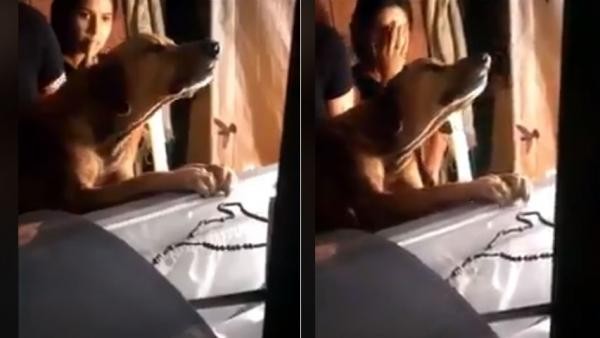 Video: el perro que llora y se aferra al ataúd de su dueño muerto | Curiosidades