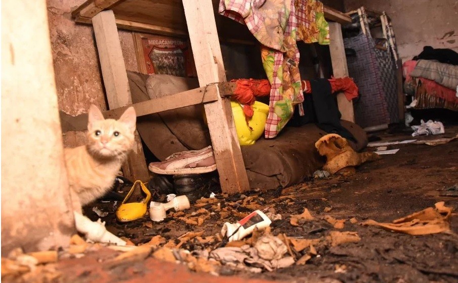 Un nene de 4 años intentó prenderle fuego al gato y provocó un desastre | Actualidad