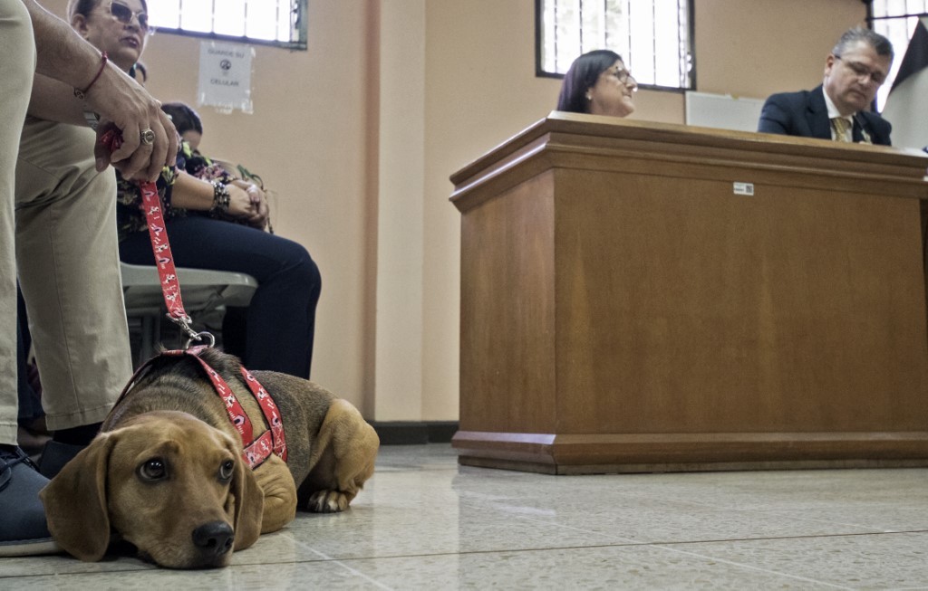 Campeón, frente a su maltratadora: primer perro que asiste al juicio contra su exdueña | Internacionales